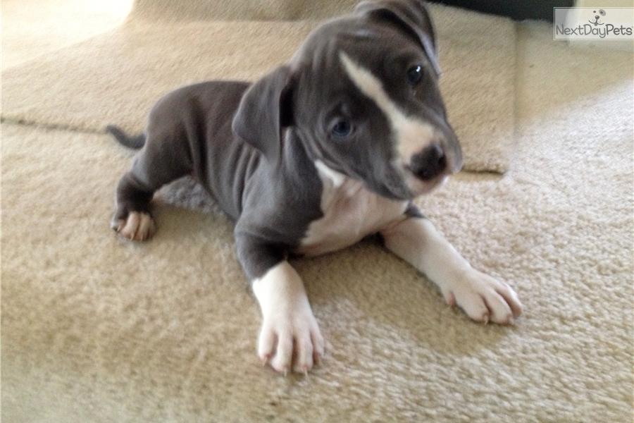 Purebred Blue Staffy Pups