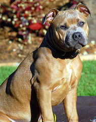 Purebred English Staffy Pups