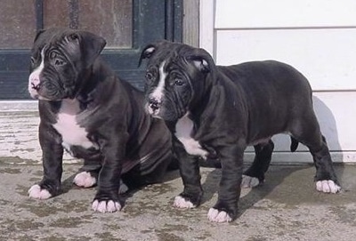 Purebred English Staffy Pups