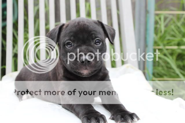 Purebred English Staffy Pups For Sale