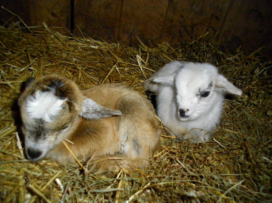 Pygmy Goats