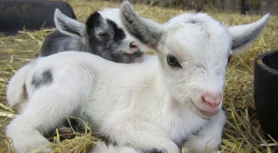 Pygmy Goats