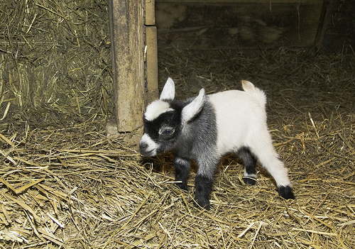 Pygmy Goats