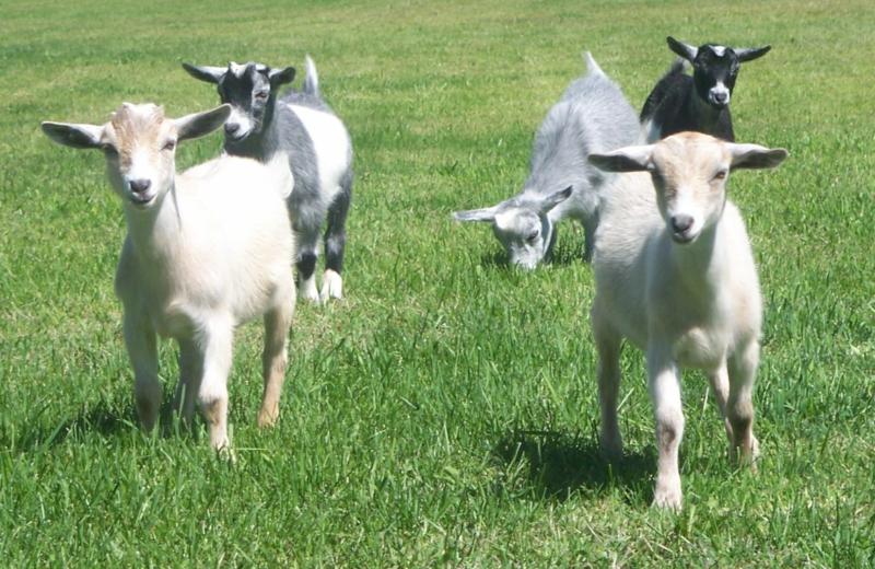 Pygmy Goats As Pets