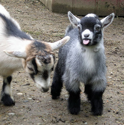 Pygmy Goats As Pets