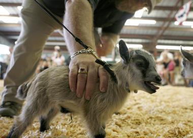 Pygmy Goats As Pets For Sale