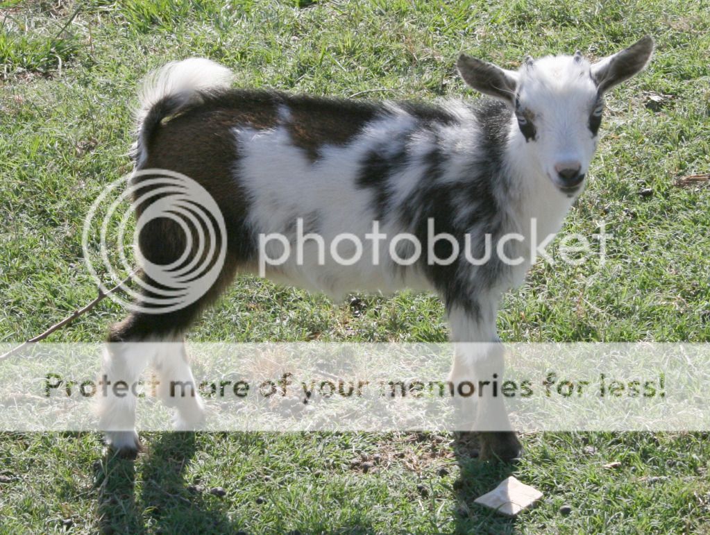 Pygmy Goats As Pets For Sale