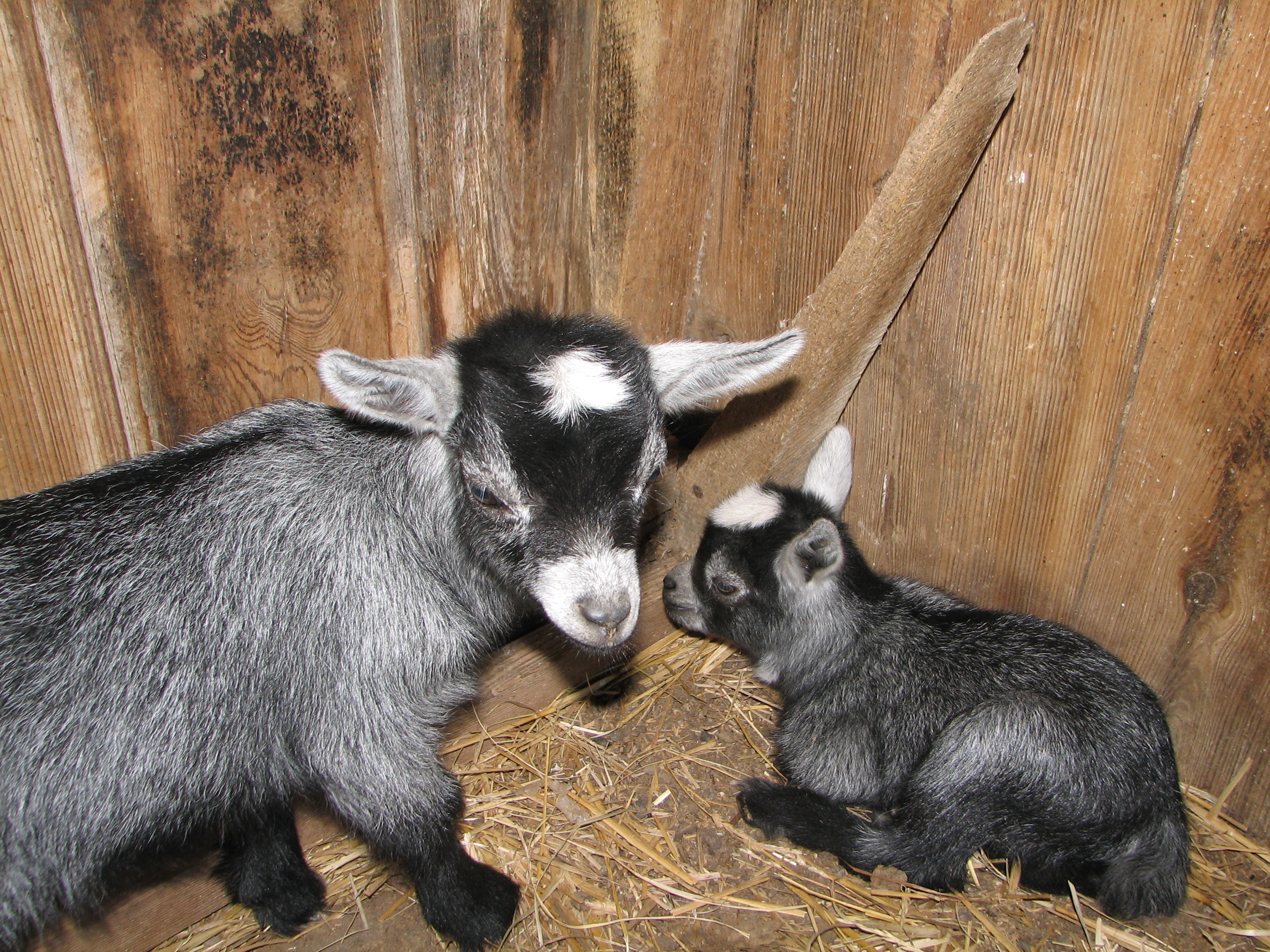 Pygmy Goats As Pets For Sale