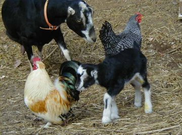 Pygmy Goats As Pets In California