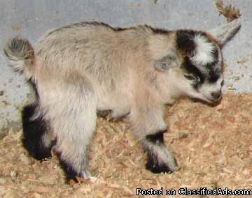 Pygmy Goats As Pets In California