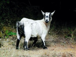 Pygmy Goats As Pets In The House