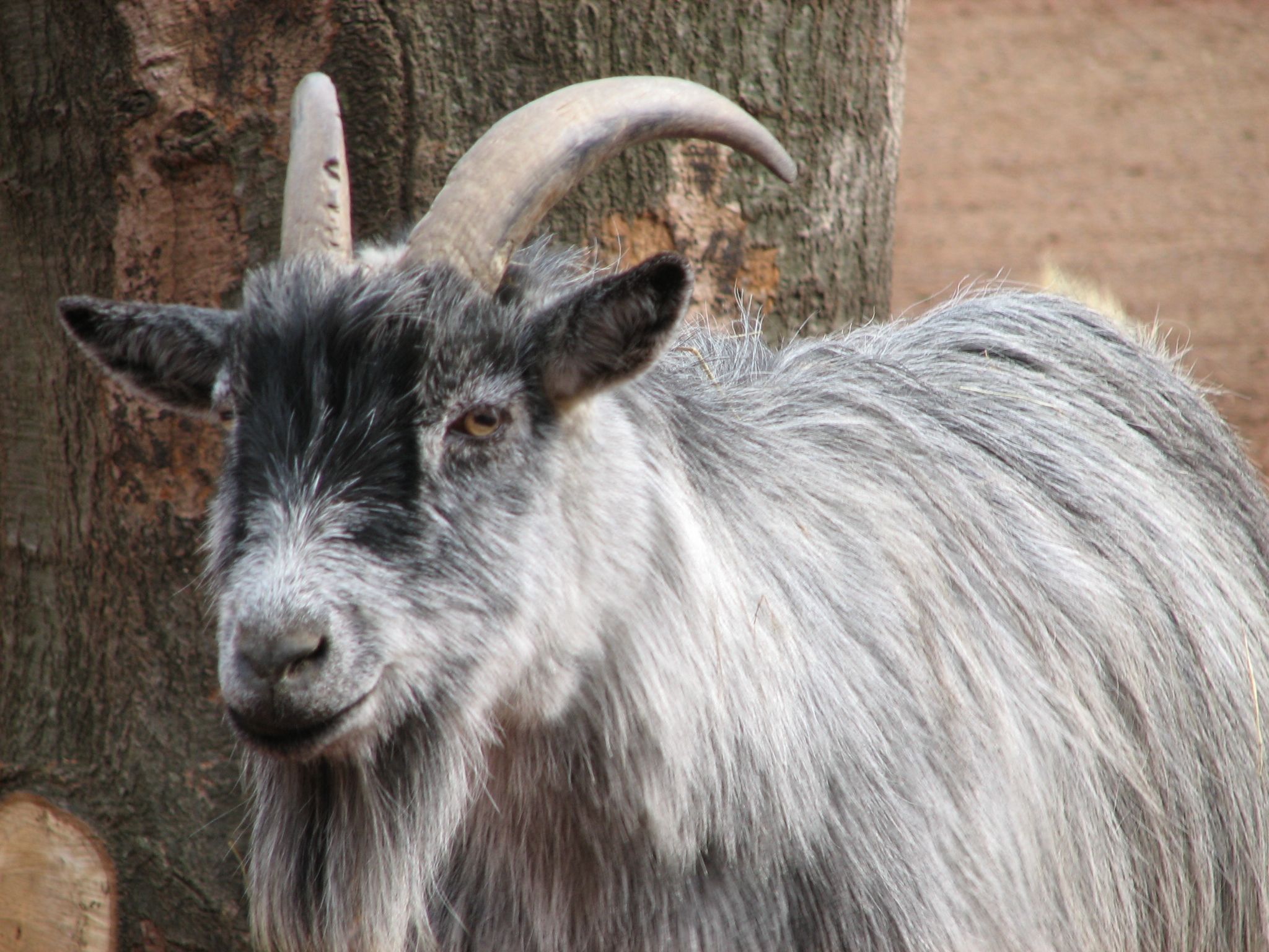 Pygmy Goats As Pets In The House