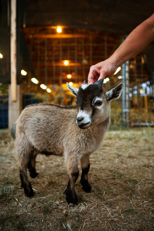 Pygmy Goats As Pets Indoors