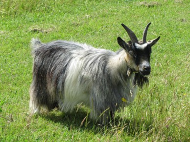 Pygmy Goats As Pets Uk