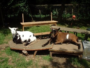 Pygmy Goats As Pets Uk