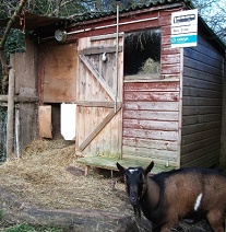 Pygmy Goats As Pets Uk