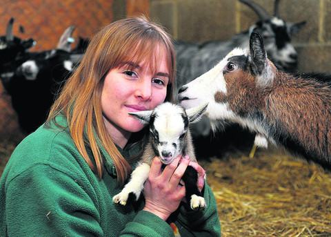 Pygmy Goats As Pets Uk