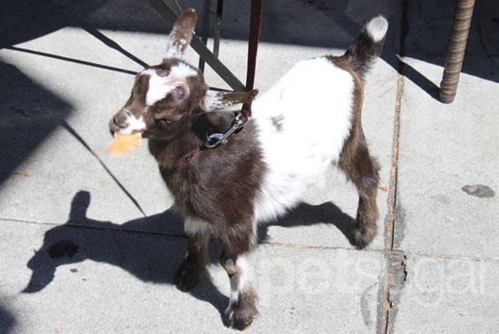 Pygmy Goats As Pets With Dogs