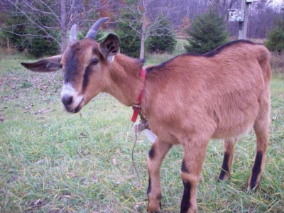 Pygmy Goats As Pets With Dogs