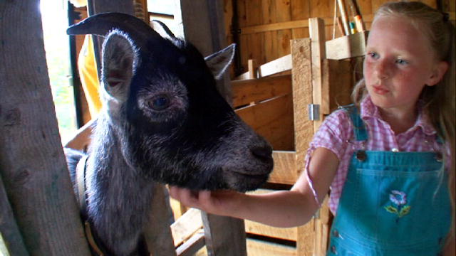 Pygmy Goats As Pets With Dogs