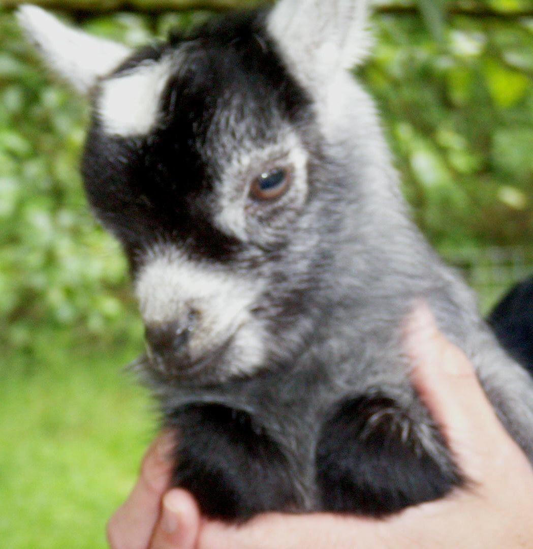 Pygmy Goats As Pets With Dogs