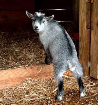 Pygmy Goats Australia