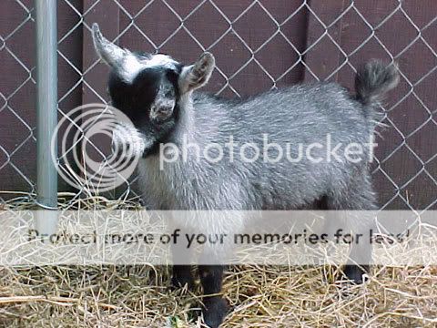 Pygmy Goats Australia