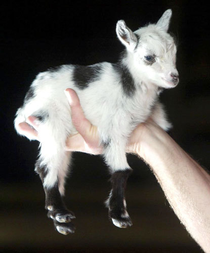 Pygmy Goats Baby