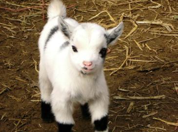 Pygmy Goats Baby