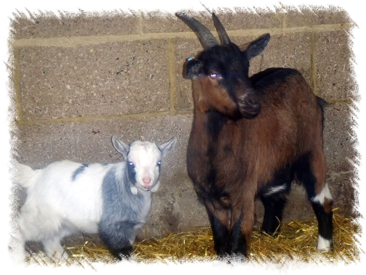 Pygmy Goats Care