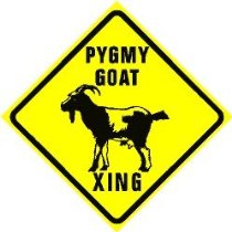 Pygmy Goats Care