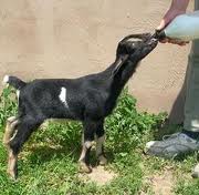 Pygmy Goats Care And Feeding