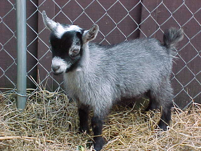 Pygmy Goats Care And Feeding