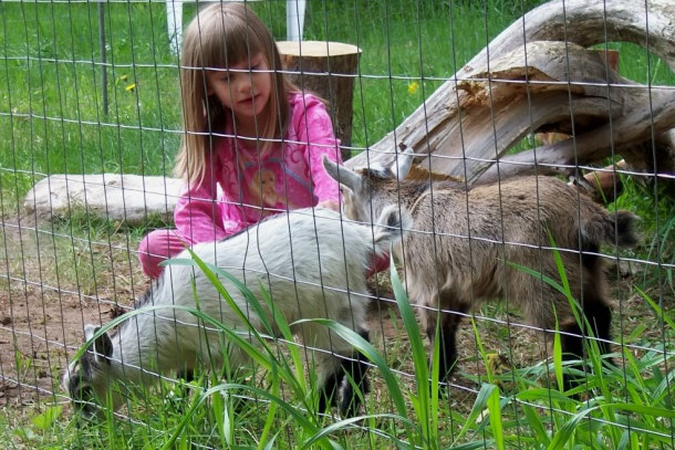 Pygmy Goats Care And Feeding