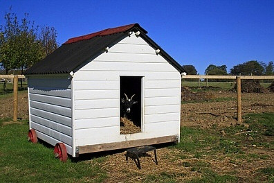 Pygmy Goats Care And Feeding