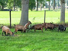 Pygmy Goats Care Sheet