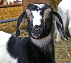 Pygmy Goats Care Sheet