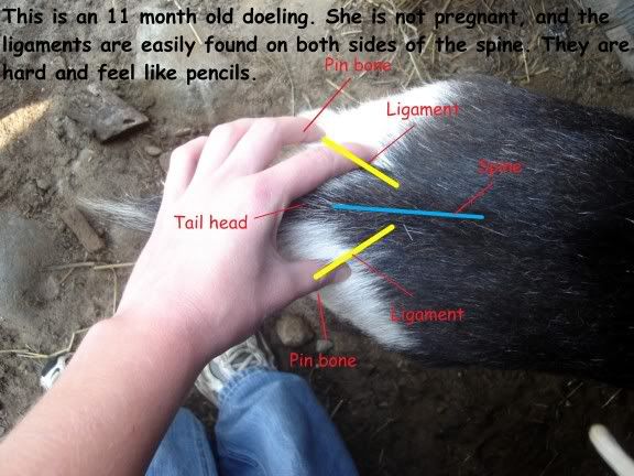 Pygmy Goats Care Sheet