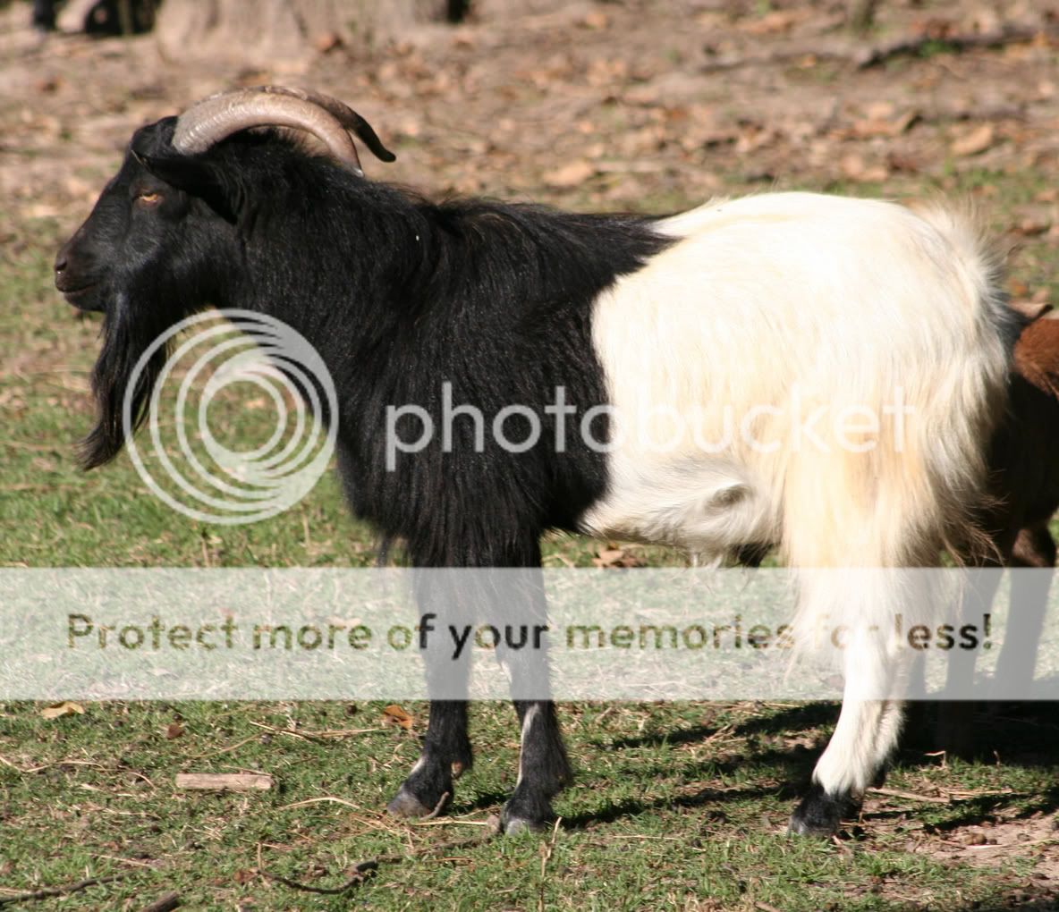 Pygmy Goats For Sale