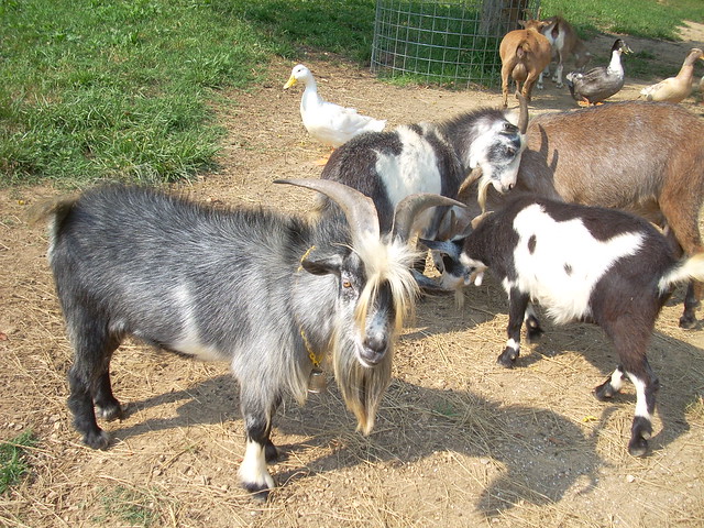 Pygmy Goats For Sale