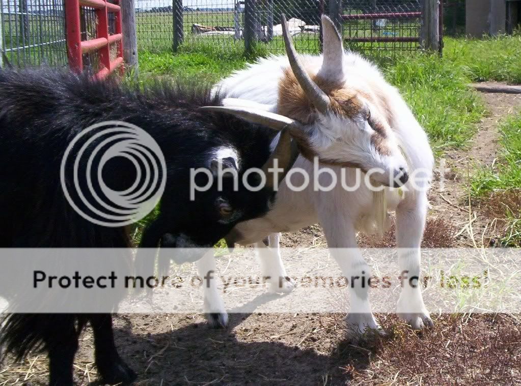 Pygmy Goats For Sale