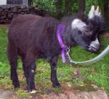 Pygmy Goats For Sale