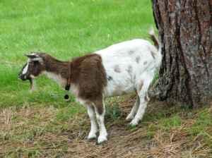 Pygmy Goats For Sale In Louisiana