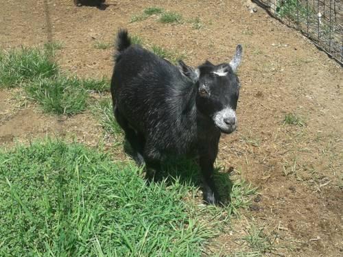 Pygmy Goats For Sale In Md