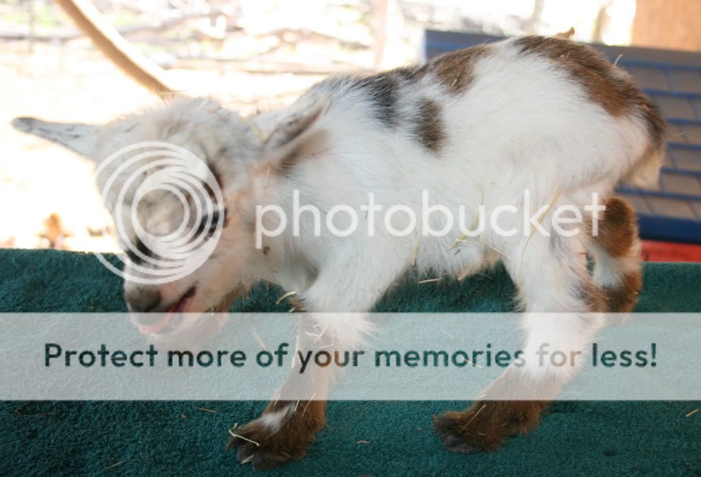 Pygmy Goats For Sale In Md