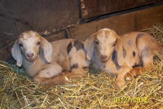 Pygmy Goats For Sale In Ohio