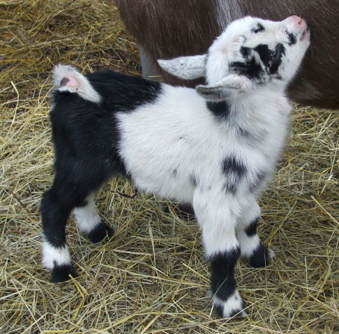 Pygmy Goats Pictures