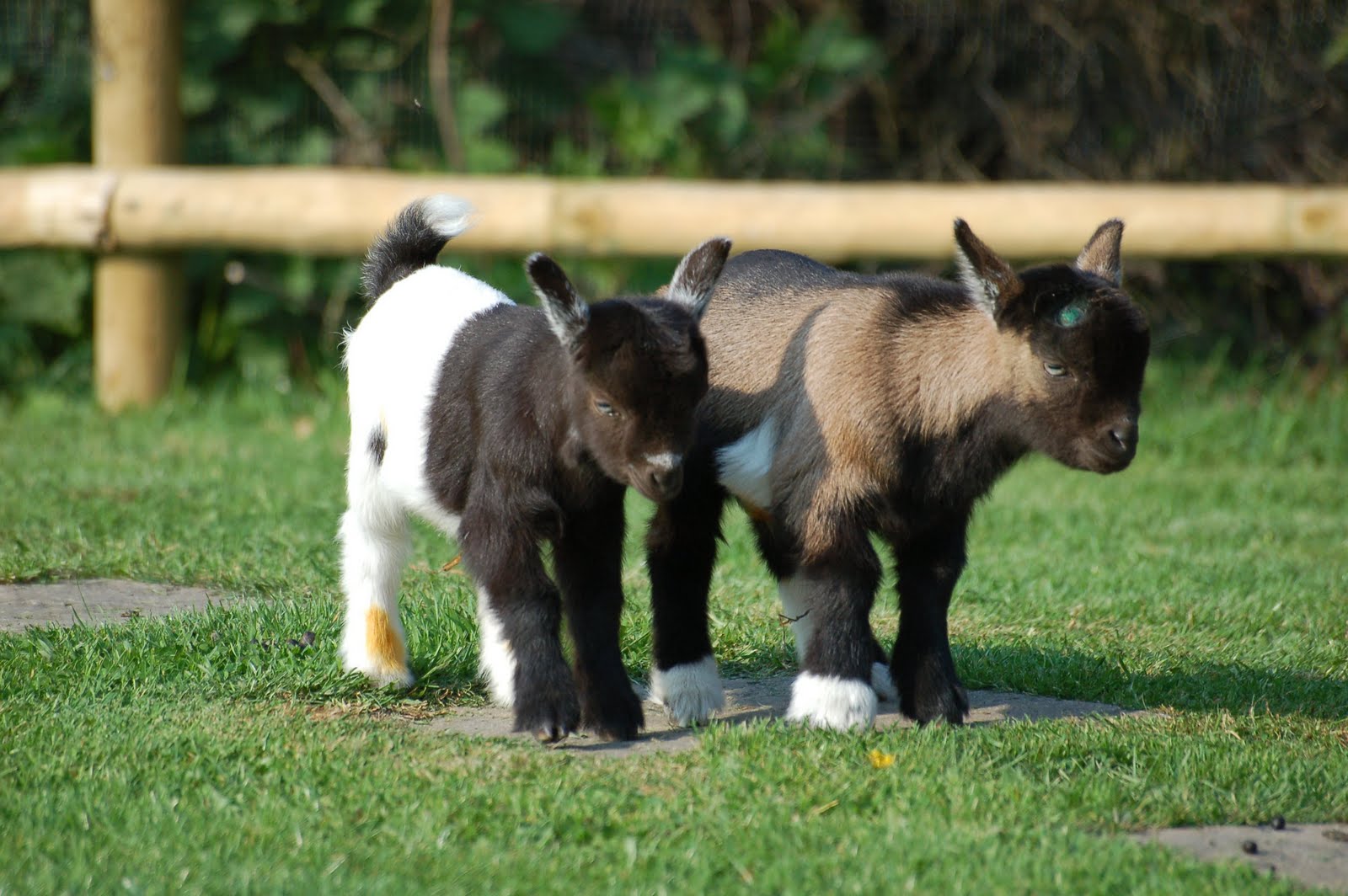 Pygmy Goats Pictures