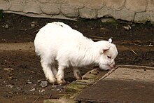 Pygmy Goats Pictures