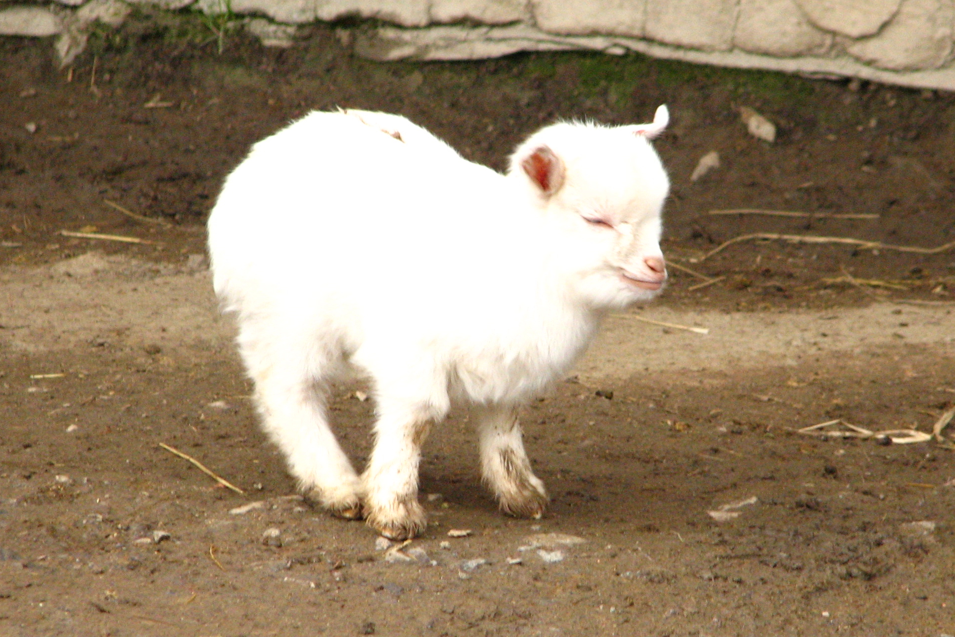 Pygmy Goats Pictures